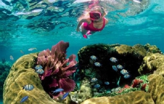  在珊瑚礁中浮潜 